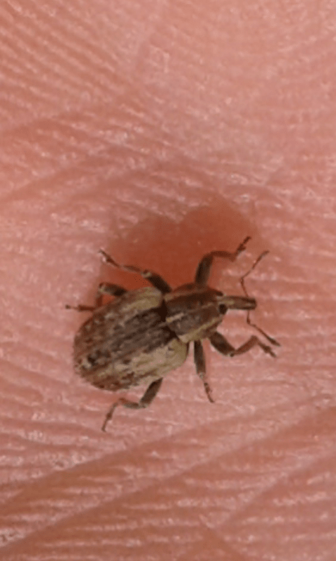 Curculionidae : Hypera sp.? Sì, Hypera postica